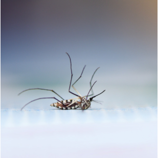 10 illóolaj ami megvéd a szúnyogoktól