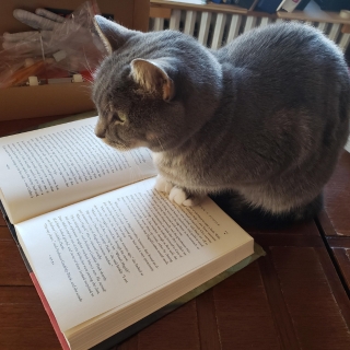 Illóolajok kisállatok közelében – a felelős gazdik átfogó útmutatója