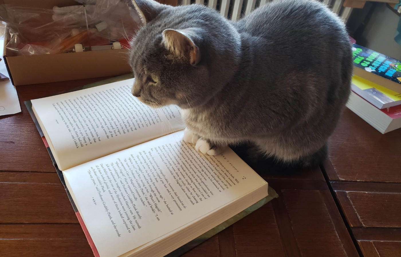 Illóolajok kisállatok közelében – a felelős gazdik átfogó útmutatója